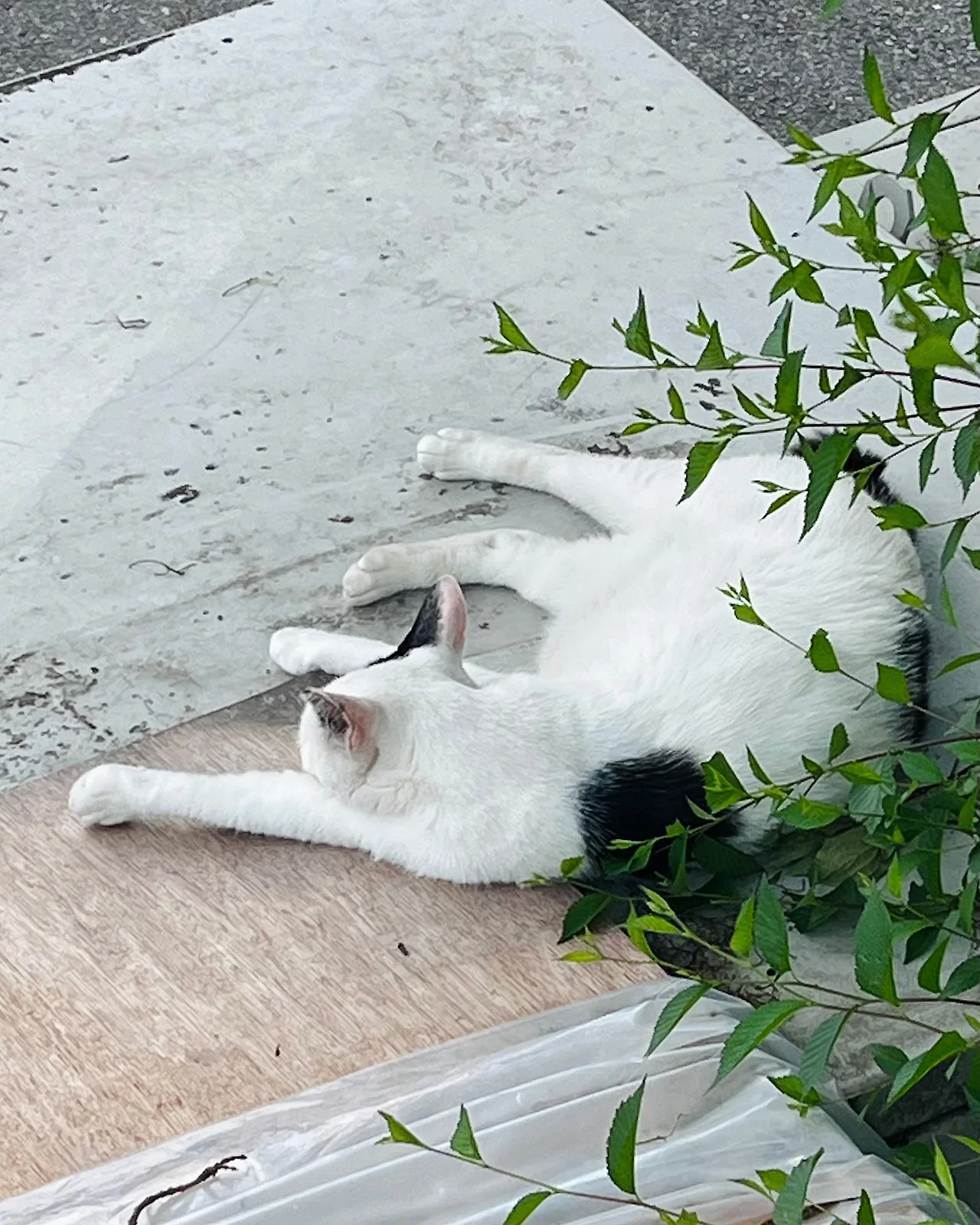 IMG%EF%BC%BF7138.jpg?type=w1600