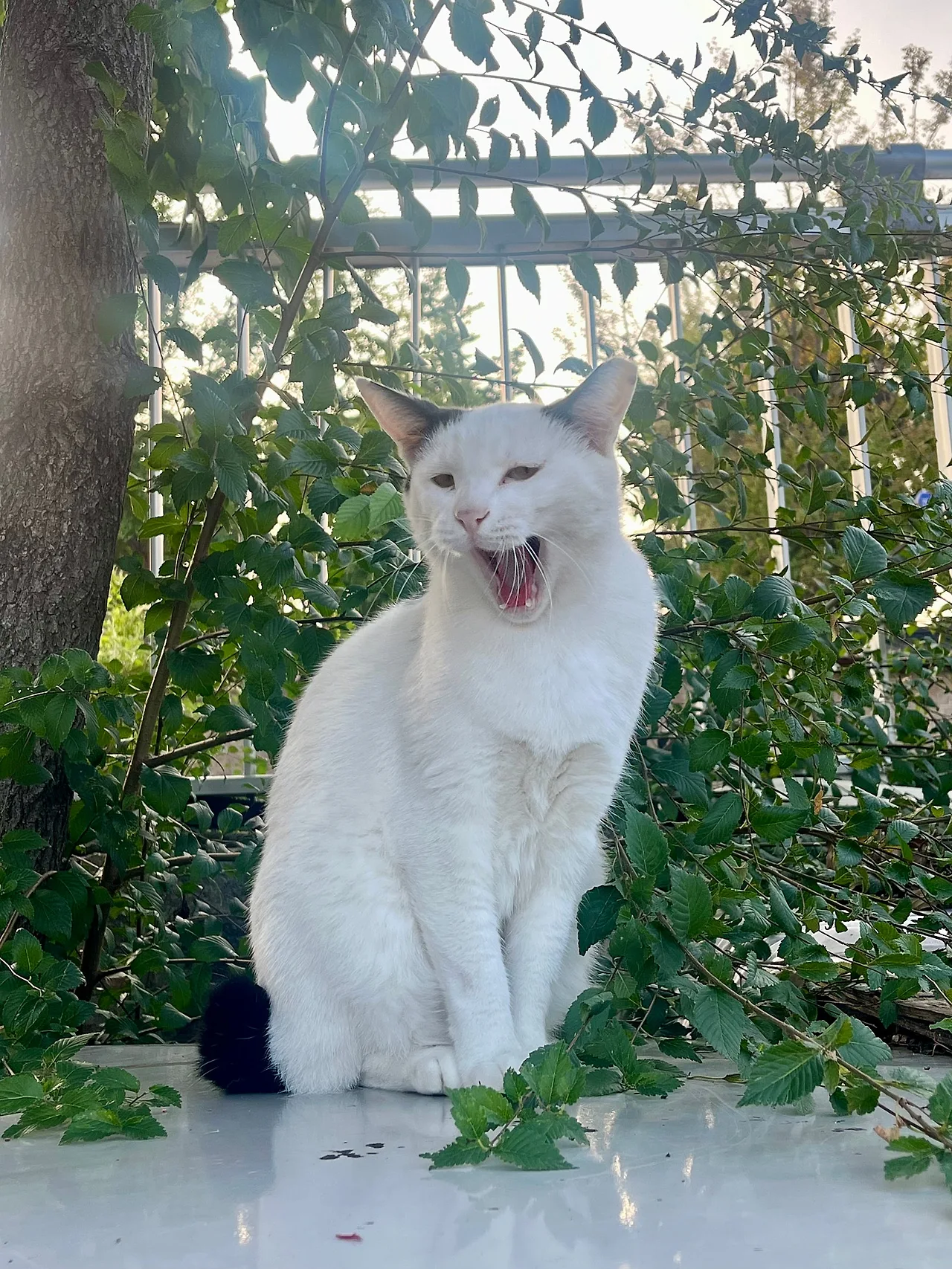 IMG%EF%BC%BF2335.jpg?type=w1600