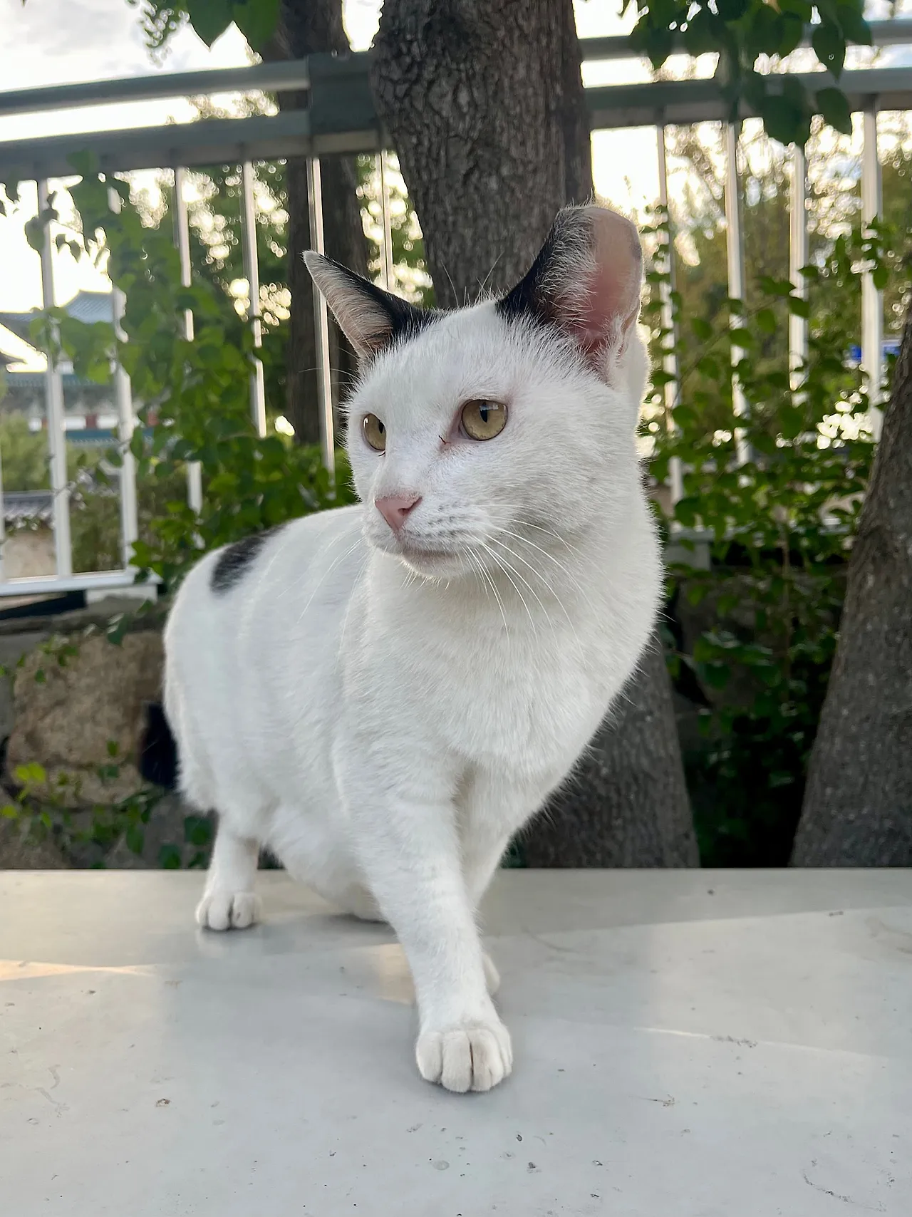 IMG%EF%BC%BF1903.jpg?type=w1600