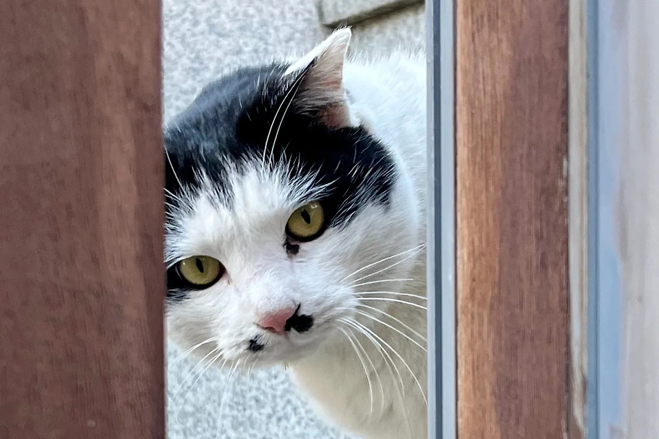 SE-8E905656-E42A-40FB-90A7-99324CF1F349.jpg?type=w1600