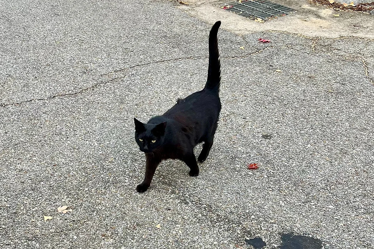 SE-00E9A5C2-8A6C-40E0-B306-16F20FE0C3F6.jpg?type=w1600