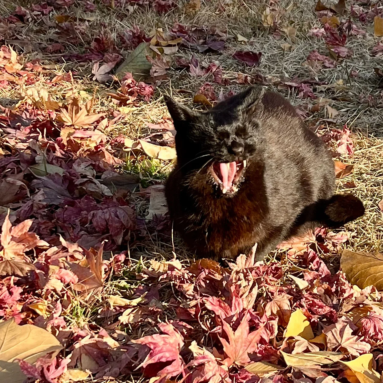 SE-7284DD06-90F8-45A6-9856-9480BD197928.jpg?type=w1600