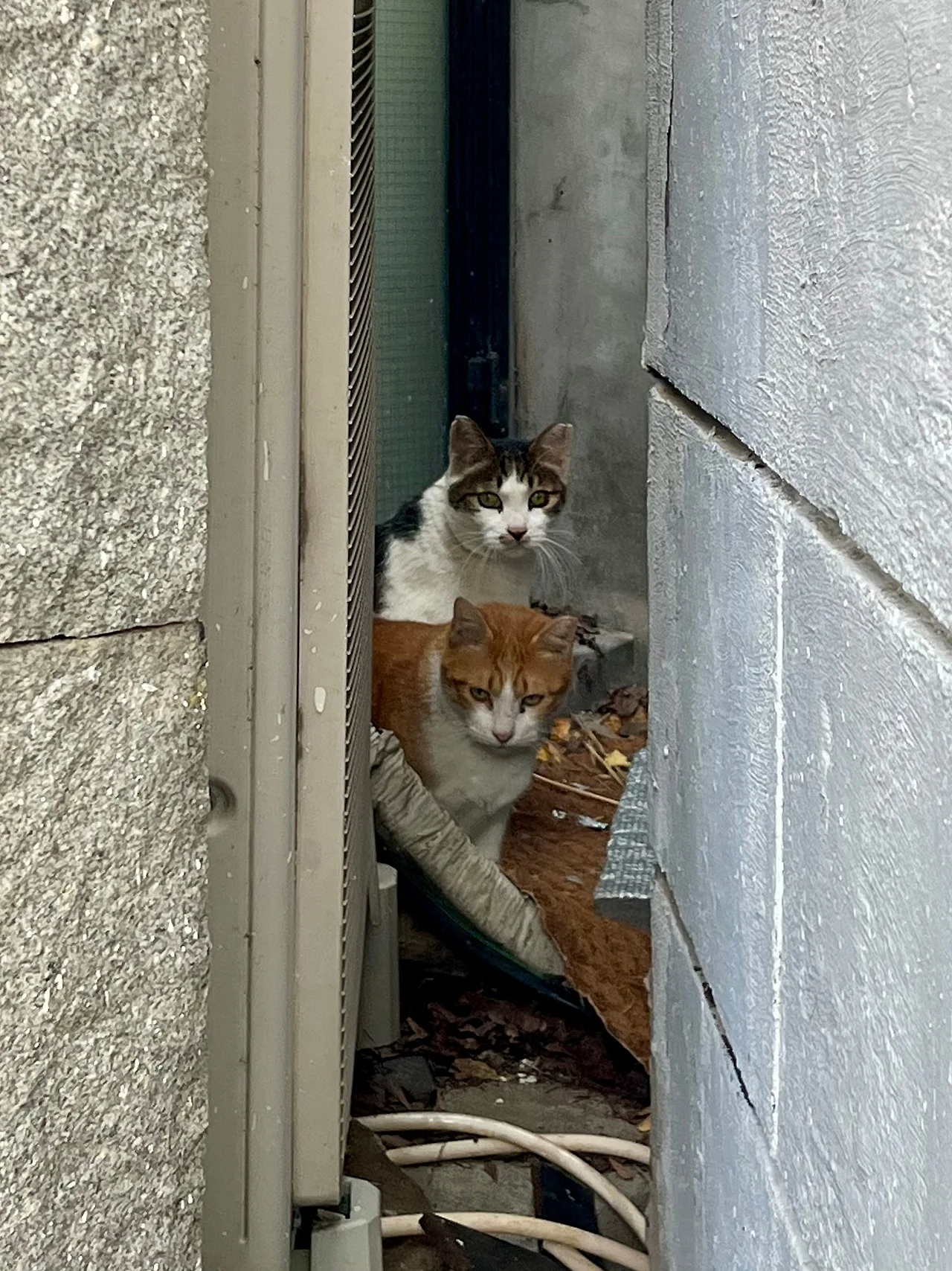 IMG%EF%BC%BF4169.jpg?type=w1600