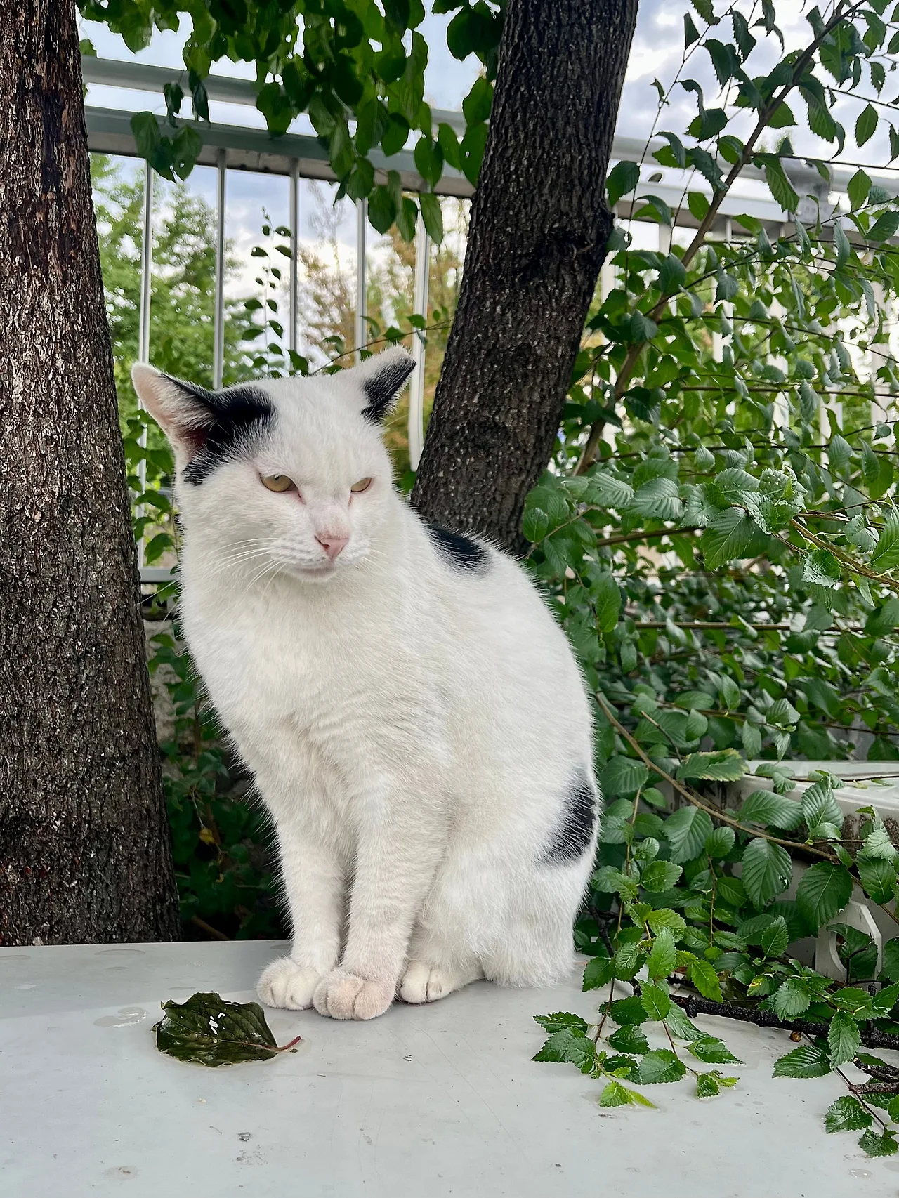 IMG%EF%BC%BF1631.jpg?type=w1600