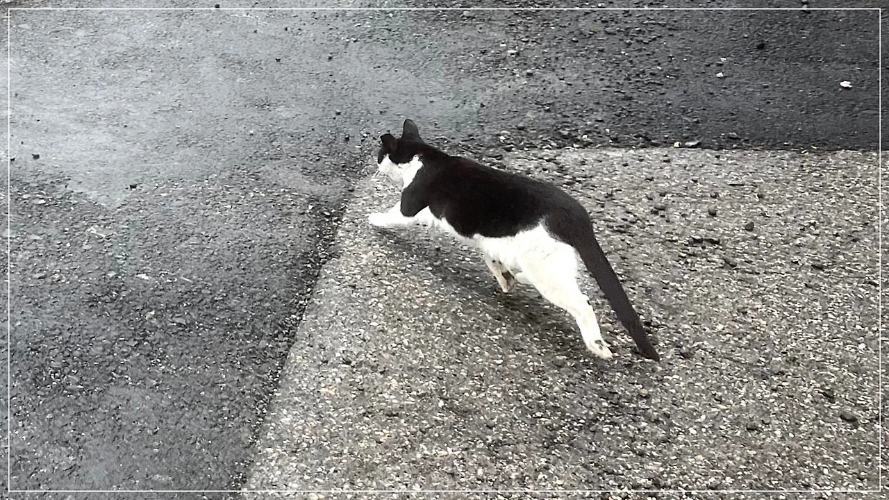 IMG_4142.jpg?type=w1600