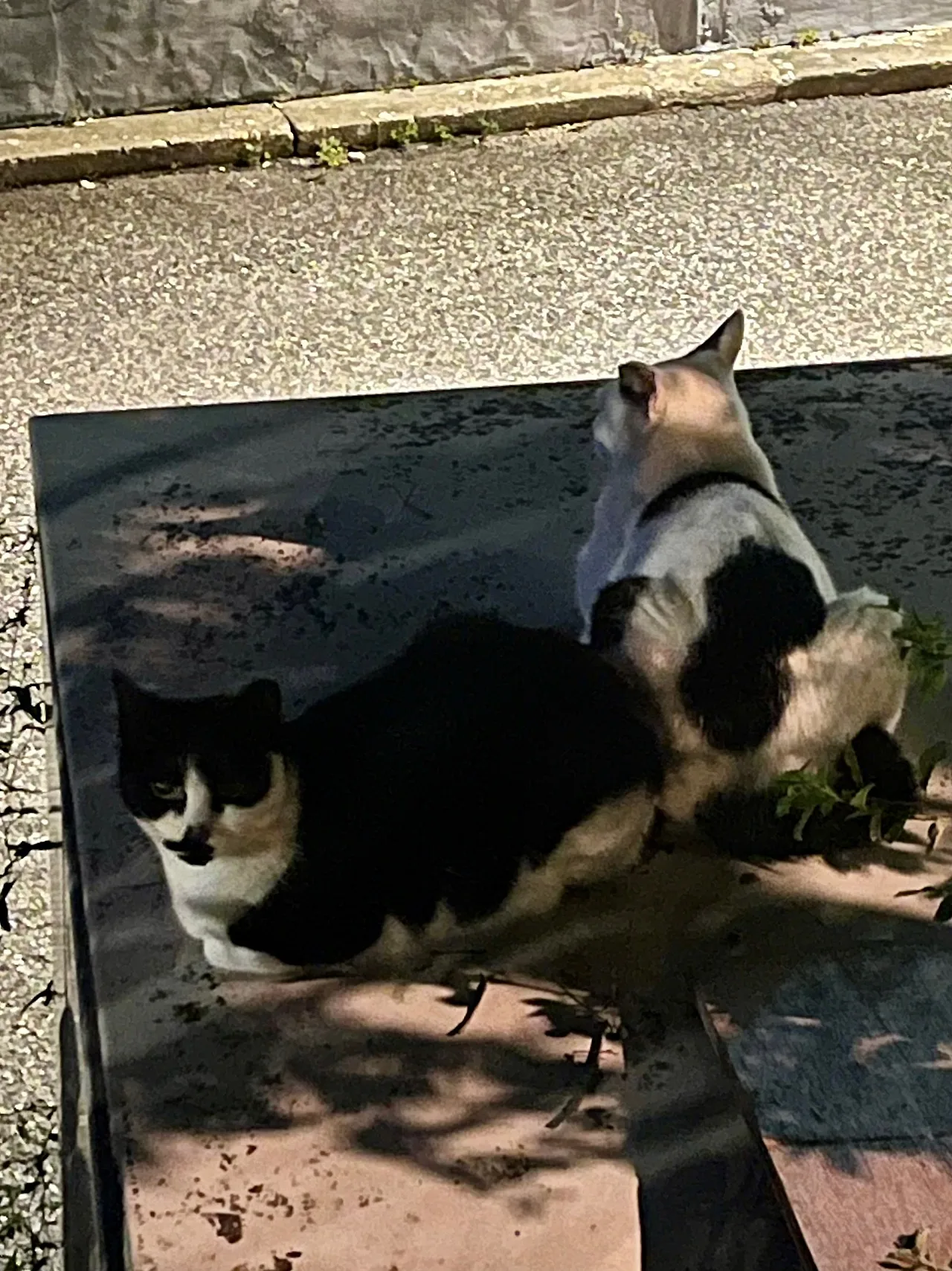 IMG%EF%BC%BF2117.jpg?type=w1600