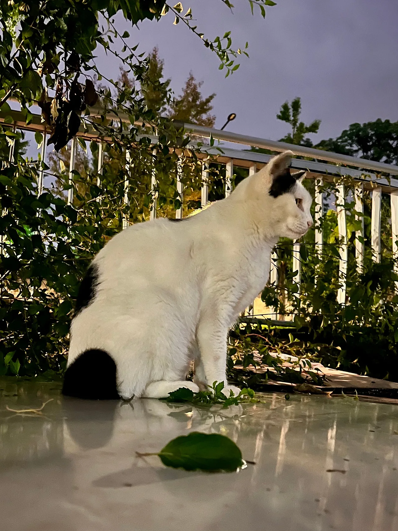 IMG%EF%BC%BF1712.jpg?type=w1600