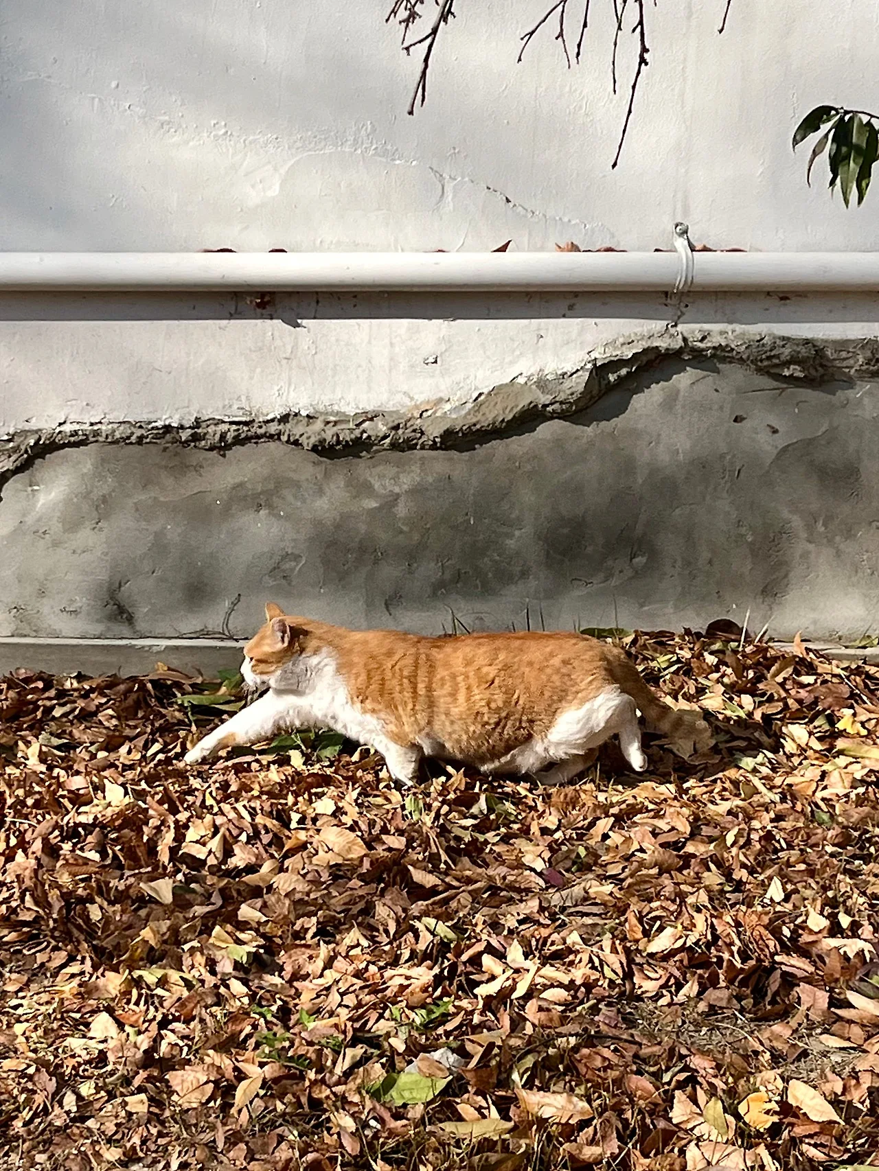 IMG%EF%BC%BF8729.jpg?type=w1600