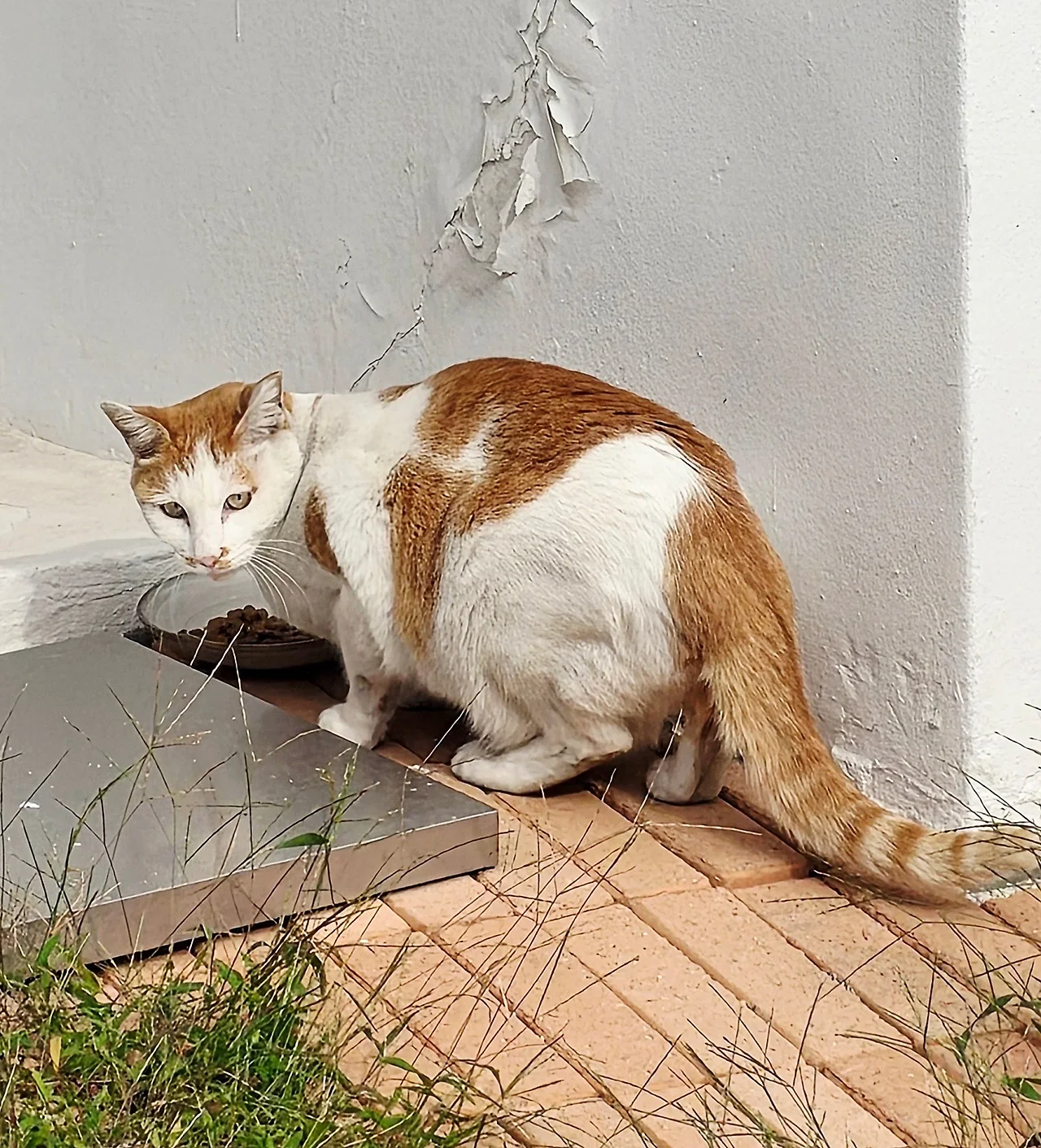 IMG%EF%BC%BF3639.JPG?type=w1600