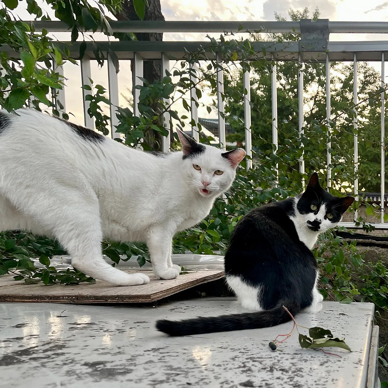 IMG%EF%BC%BF1592.jpg?type=w1600