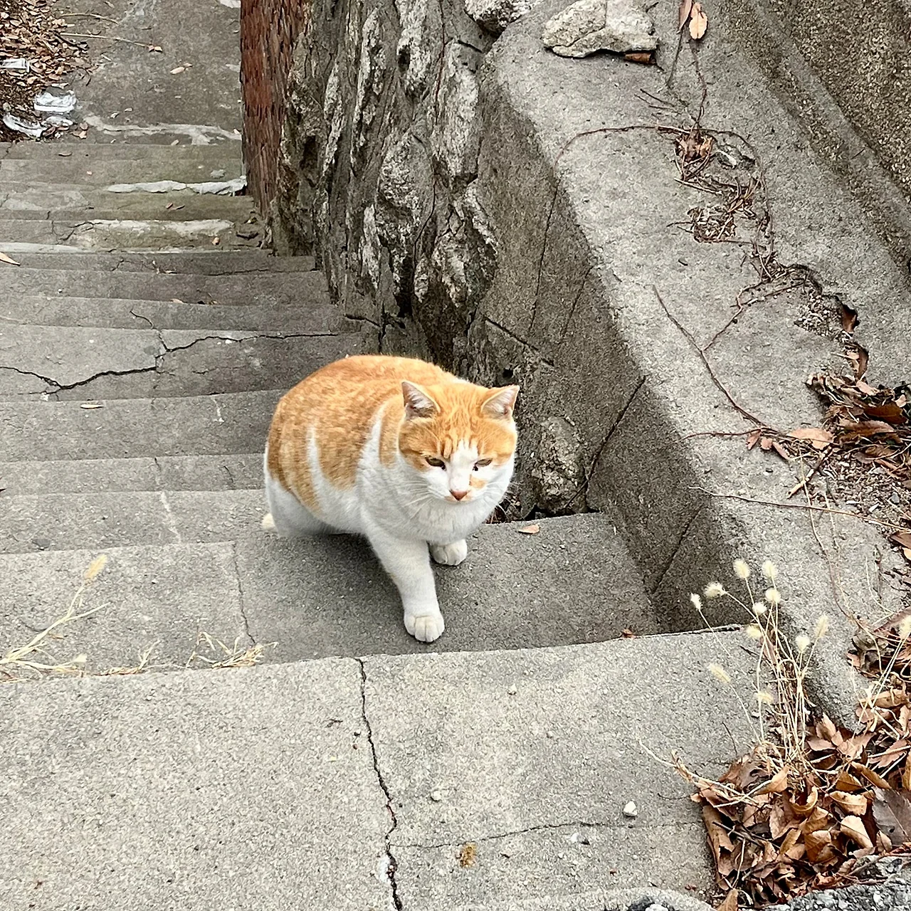 IMG%EF%BC%BF1255.jpg?type=w1600