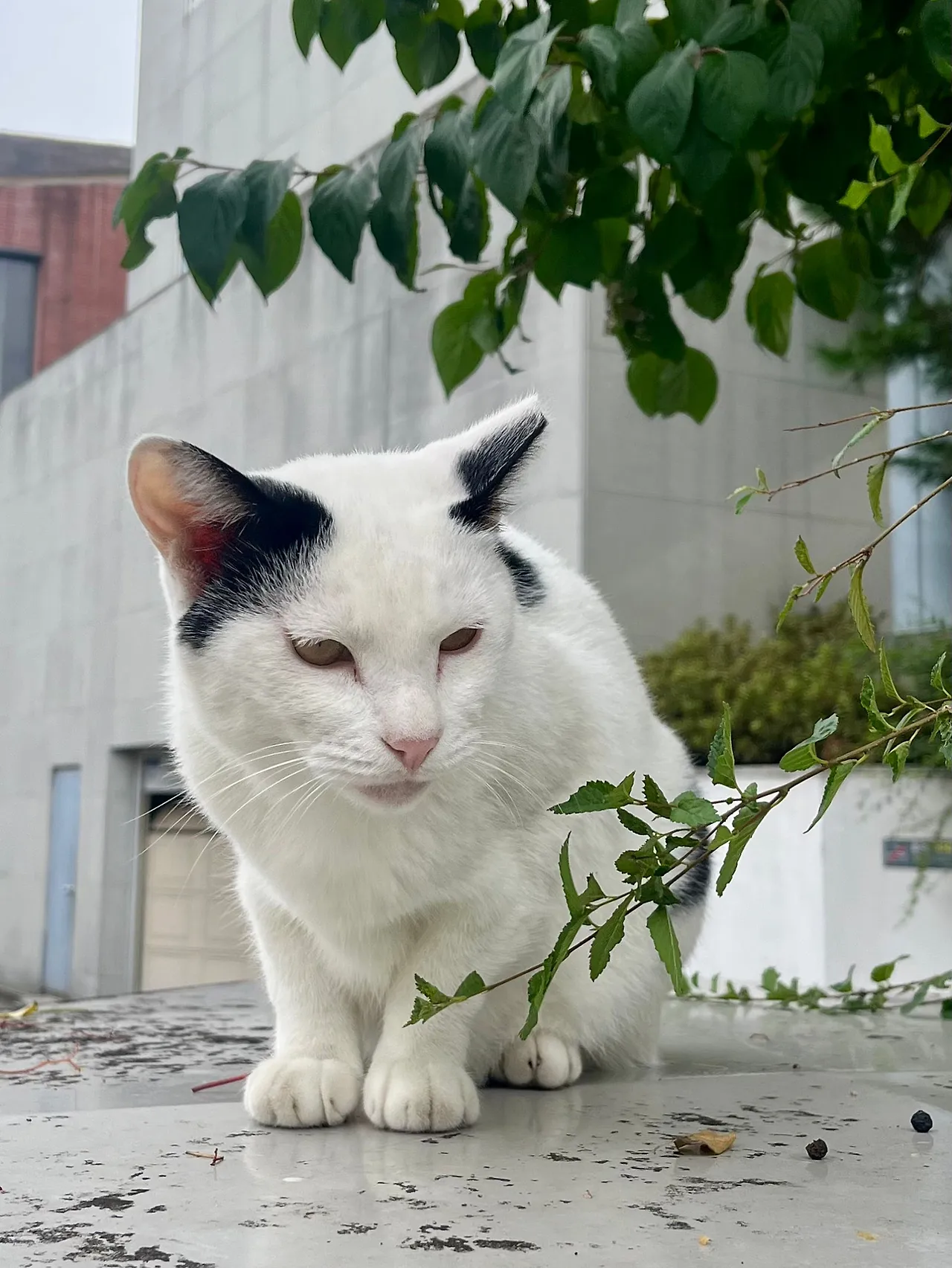 IMG%EF%BC%BF2778.jpg?type=w1600