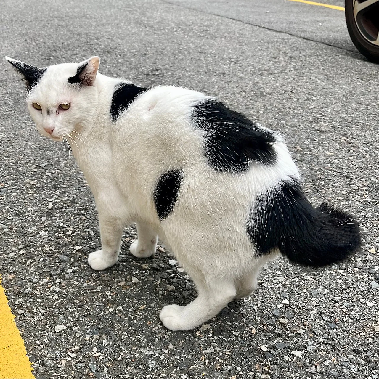 IMG%EF%BC%BF1488.jpg?type=w1600