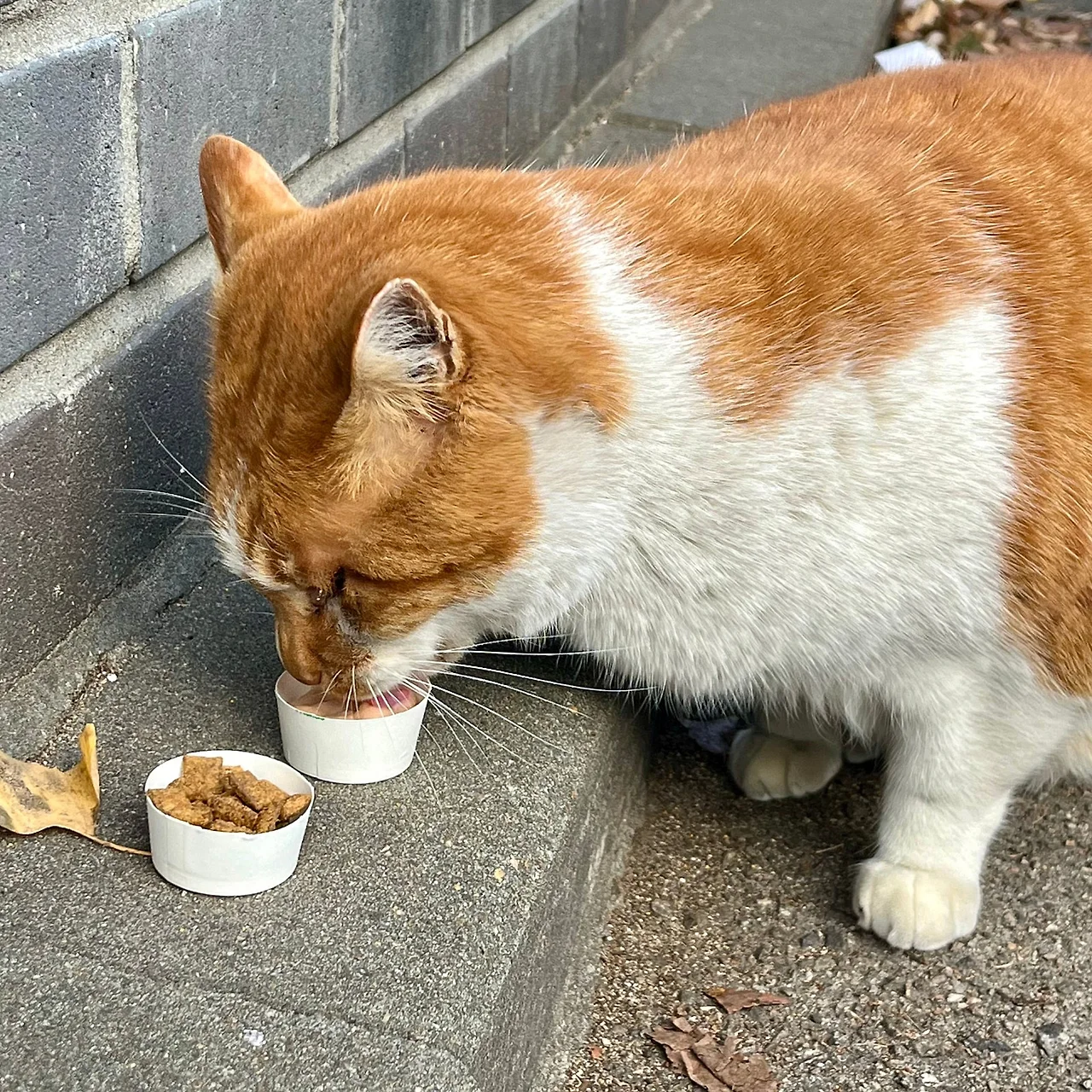 SE-8BE43EBE-AC3F-4CE5-B12A-C034F06FCC03.jpg?type=w1600