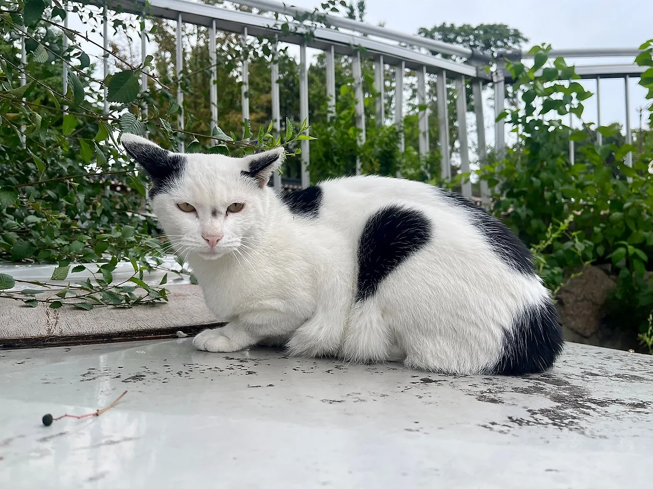 IMG%EF%BC%BF1467.jpg?type=w1600