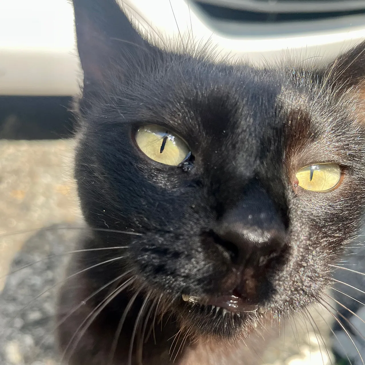 IMG%EF%BC%BF1729.jpg?type=w1600