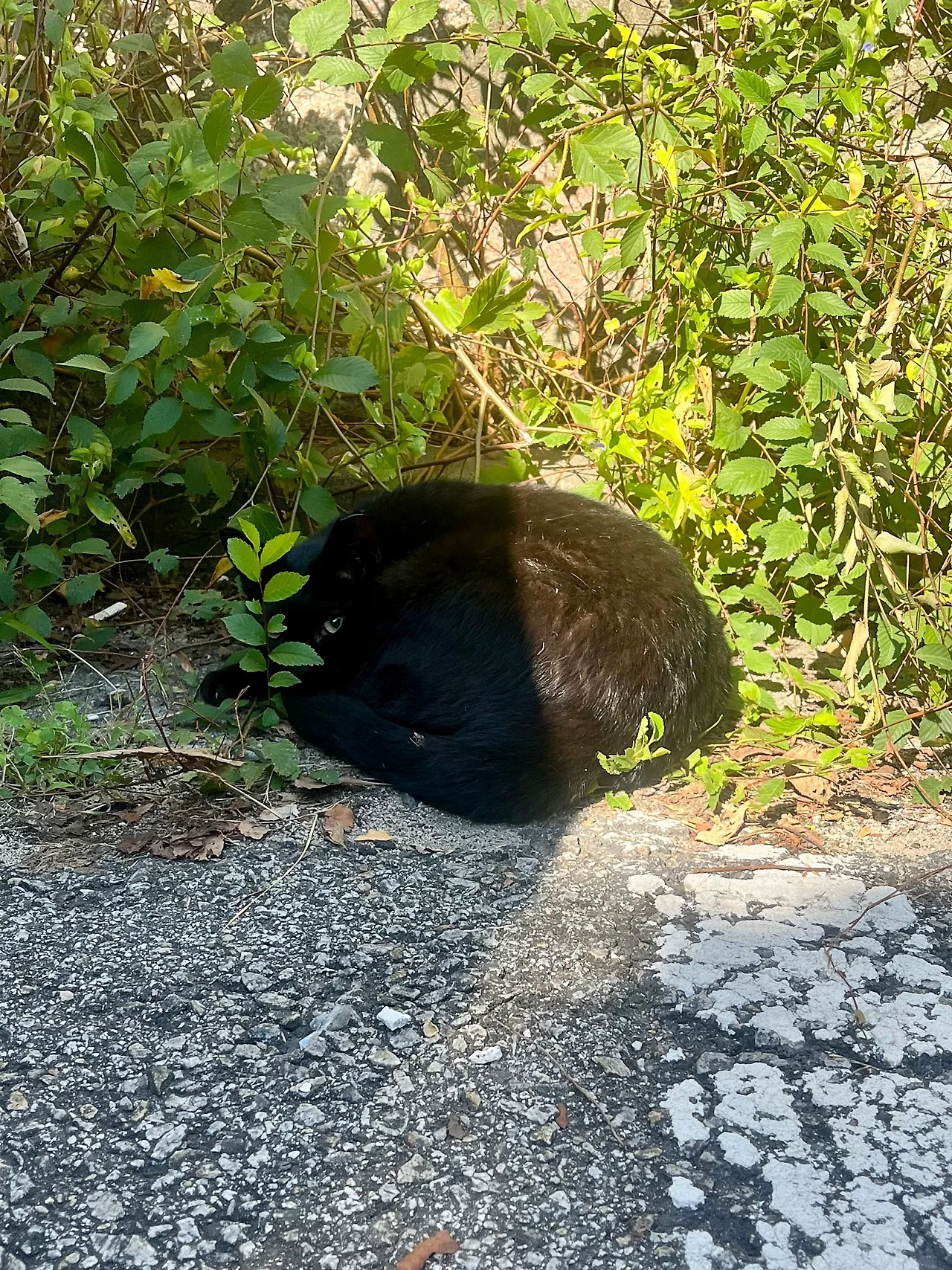 IMG%EF%BC%BF1379.jpg?type=w1600