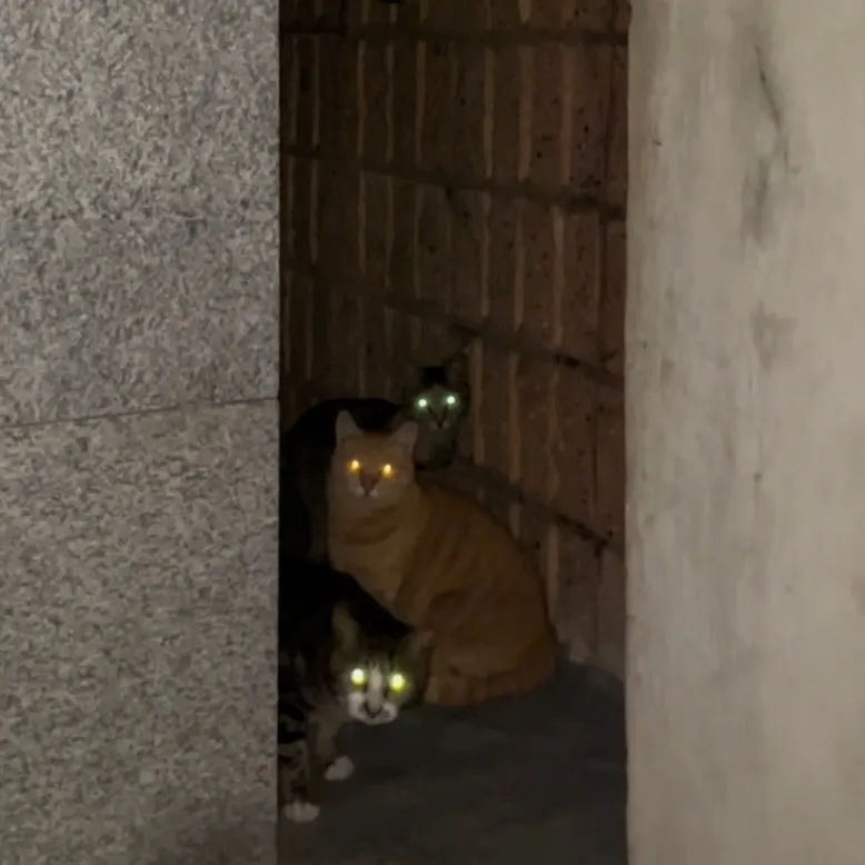 IMG%EF%BC%BF3723.jpg?type=w1600