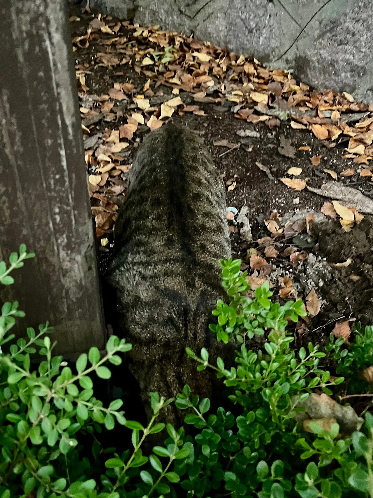 IMG%EF%BC%BF3497.jpg?type=w1600