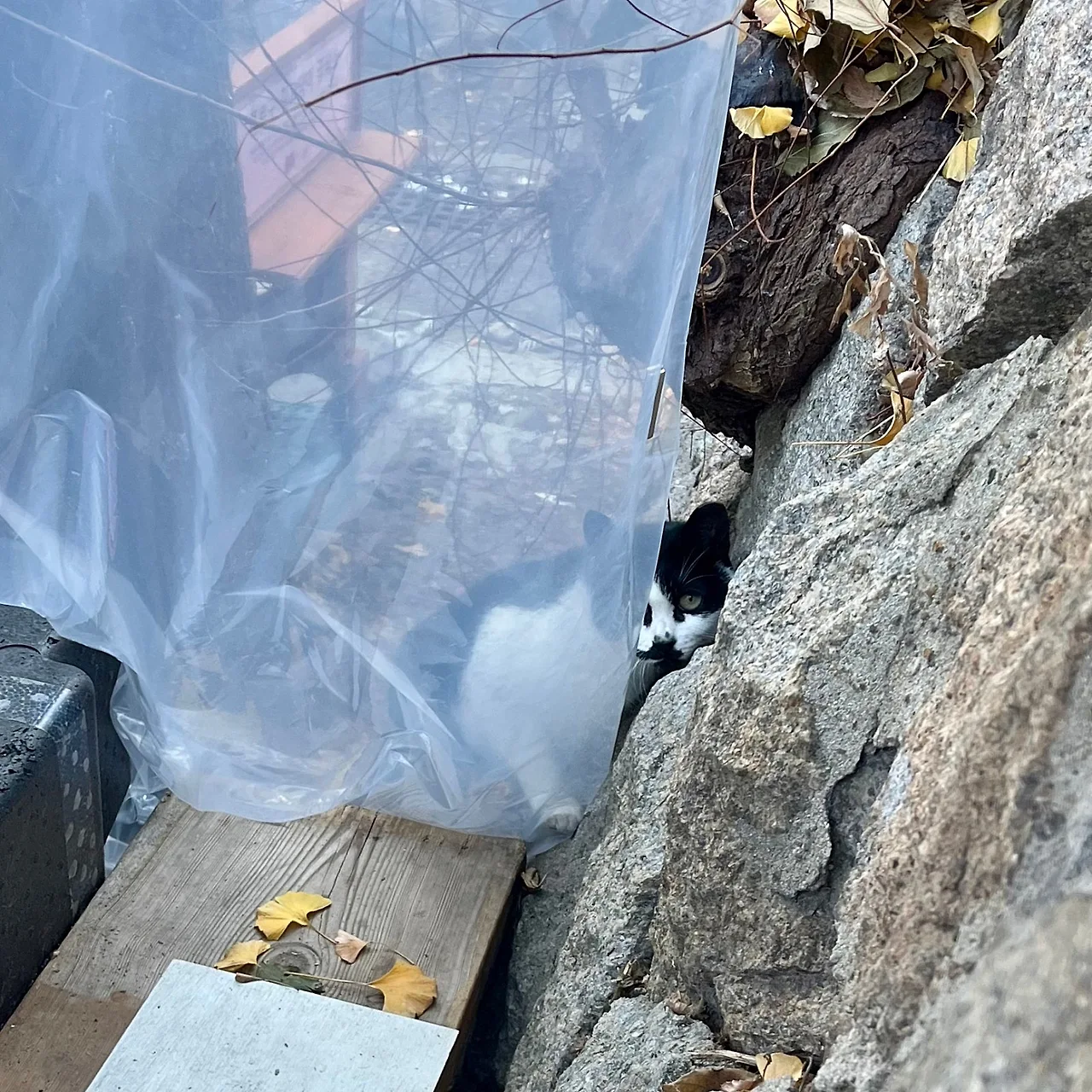 IMG%EF%BC%BF9956.jpg?type=w1600