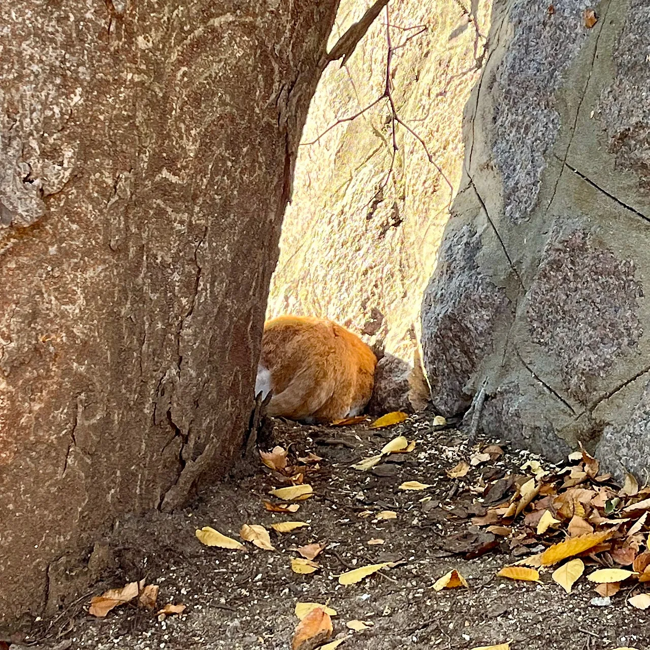 IMG%EF%BC%BF4695.jpg?type=w1600