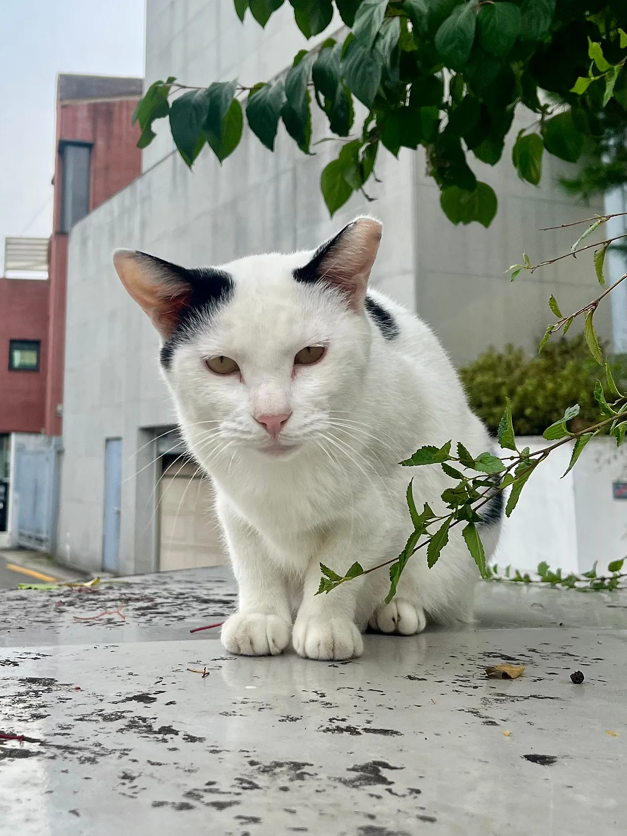 IMG%EF%BC%BF2777.jpg?type=w1600