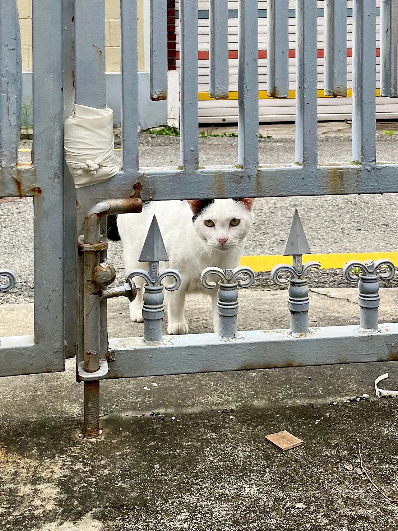 IMG%EF%BC%BF1798.jpg?type=w1600