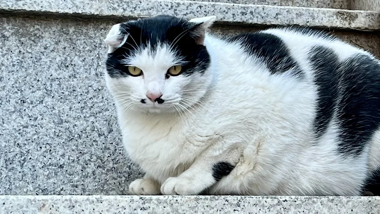 SE-9606D6BA-4FA8-4975-9206-097FA1CEA34A.jpg?type=w1600