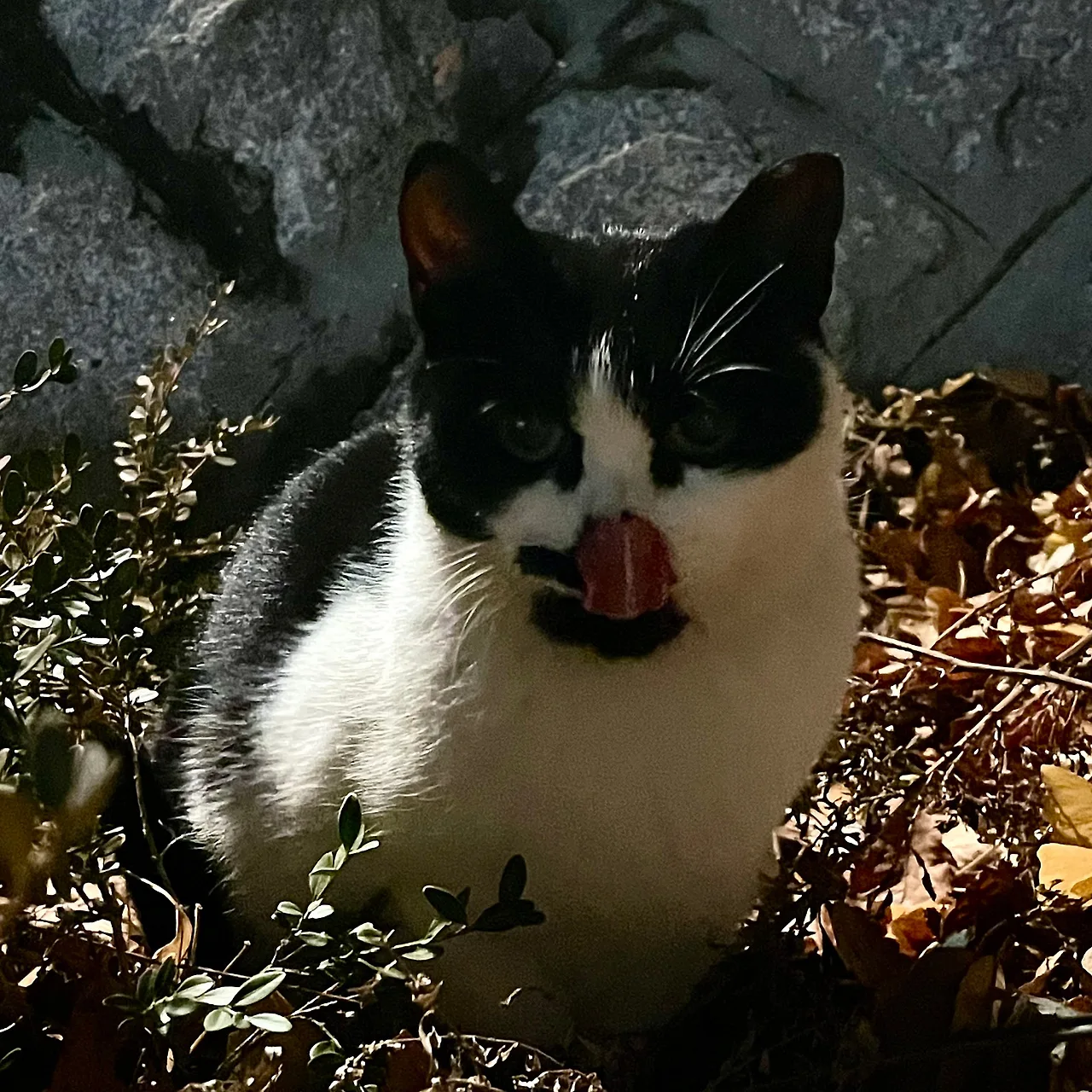 IMG%EF%BC%BF9783.jpg?type=w1600