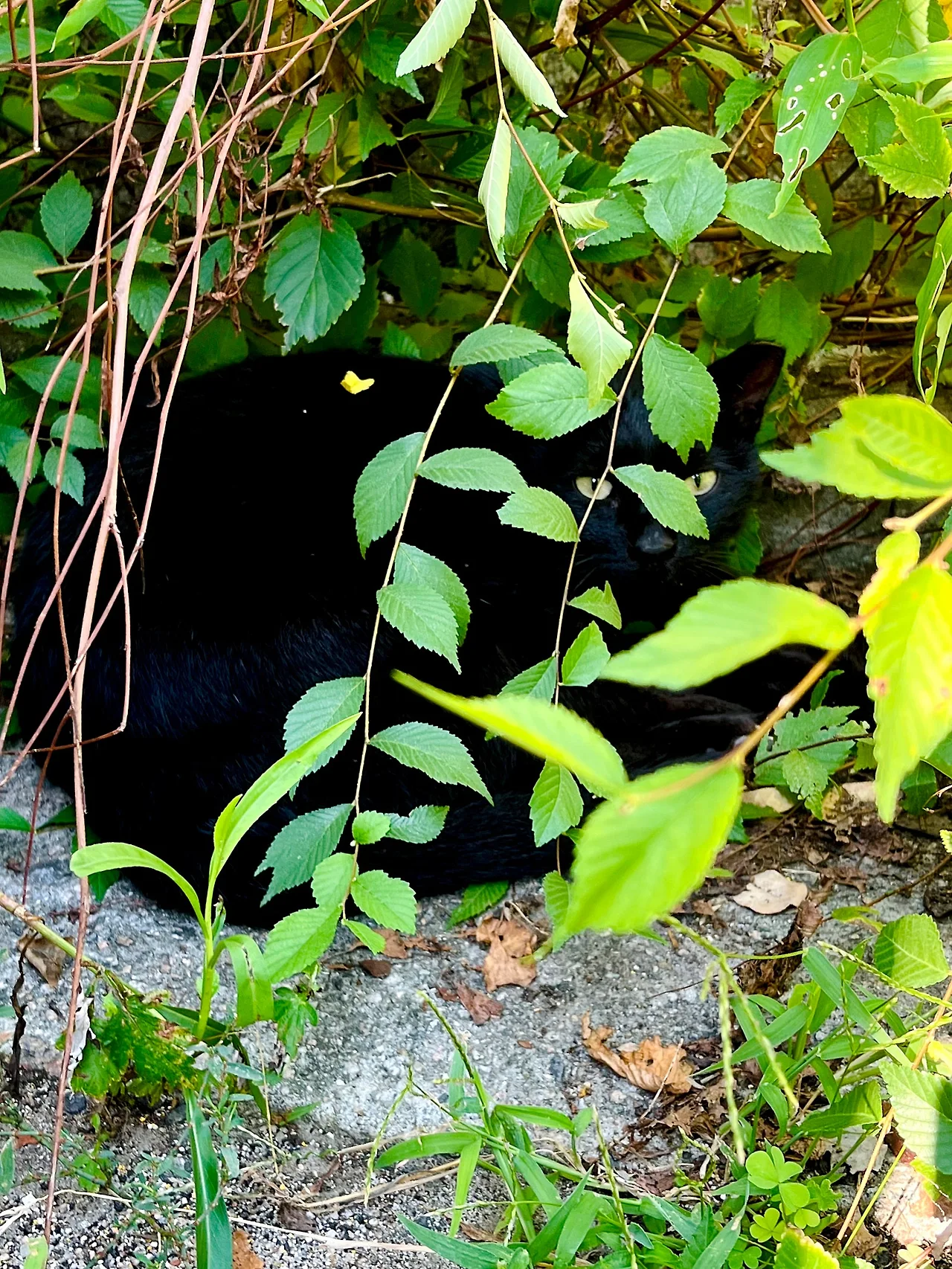 IMG%EF%BC%BF0004.jpg?type=w1600