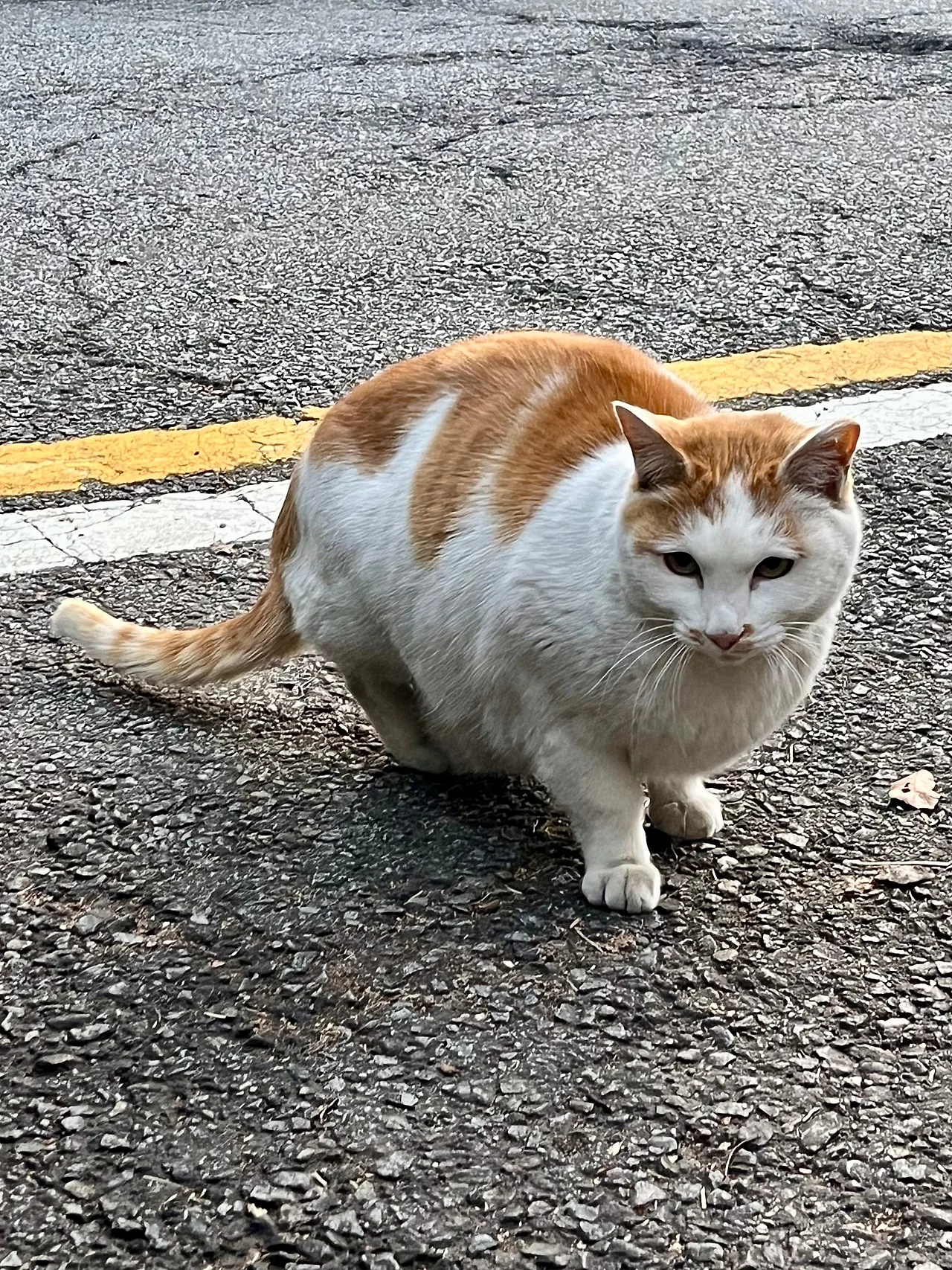 IMG%EF%BC%BF0692.jpg?type=w1600