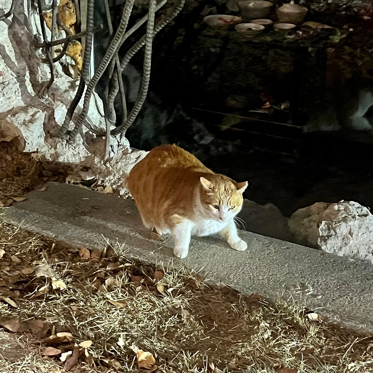 IMG%EF%BC%BF0894.jpg?type=w1600