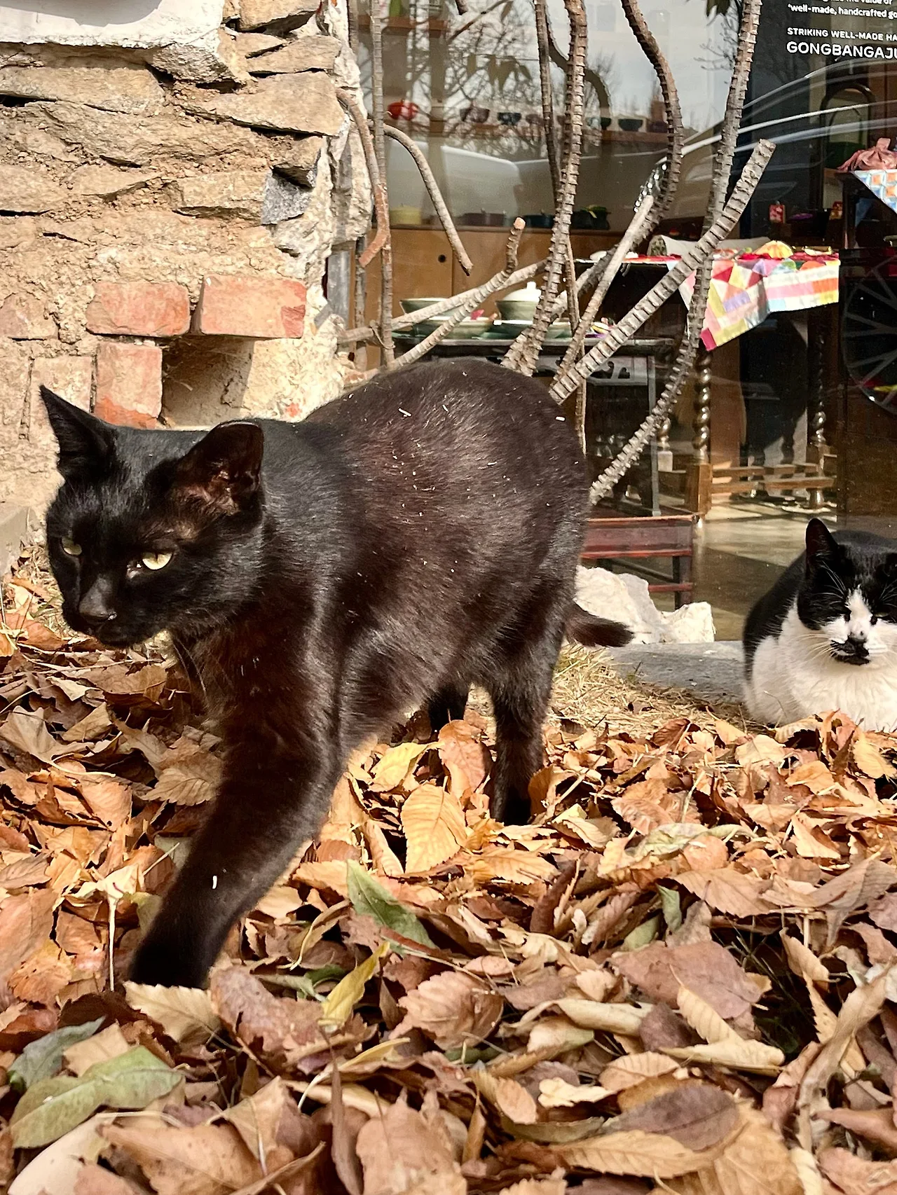 IMG%EF%BC%BF9226.jpg?type=w1600