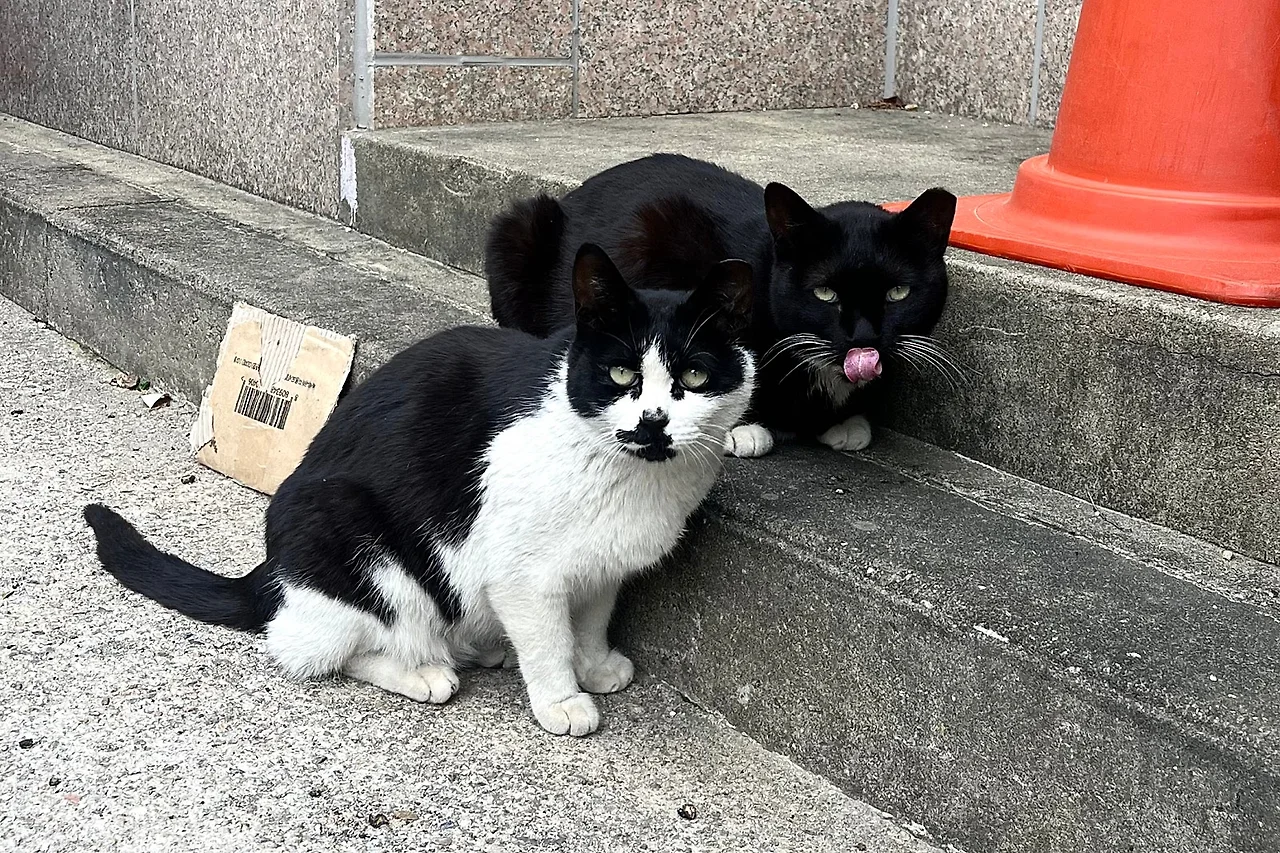 SE-e2dce575-8c6d-483b-a957-2b94428f35b6.jpg?type=w1600