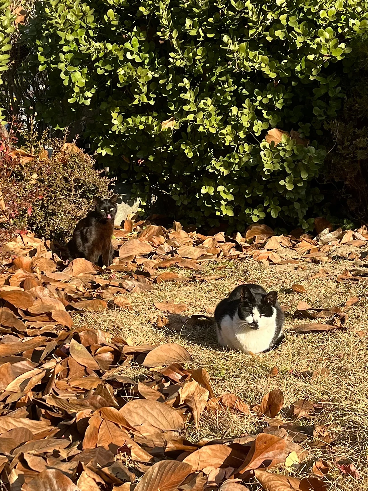 IMG%EF%BC%BF8946.jpg?type=w1600