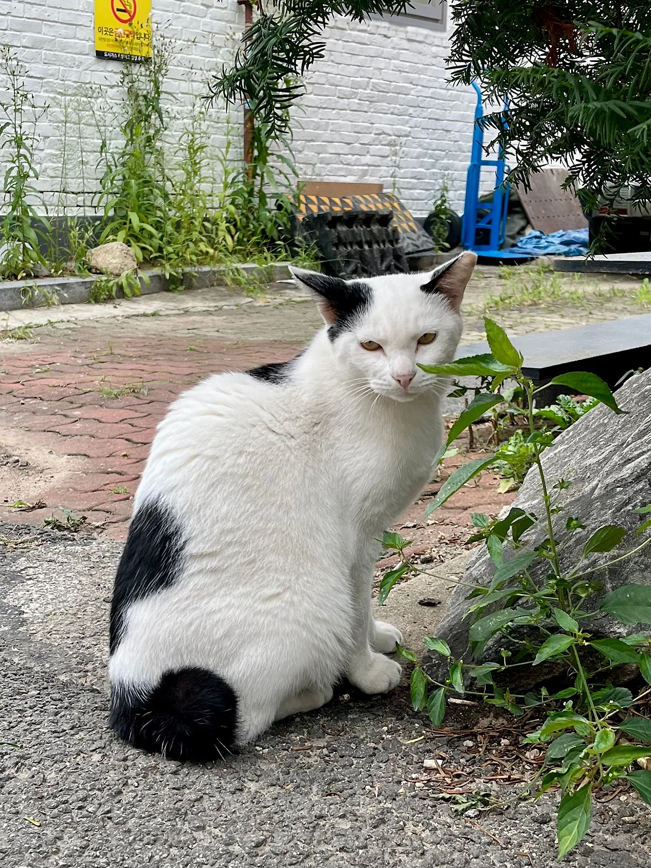 IMG%EF%BC%BF1805.jpg?type=w1600