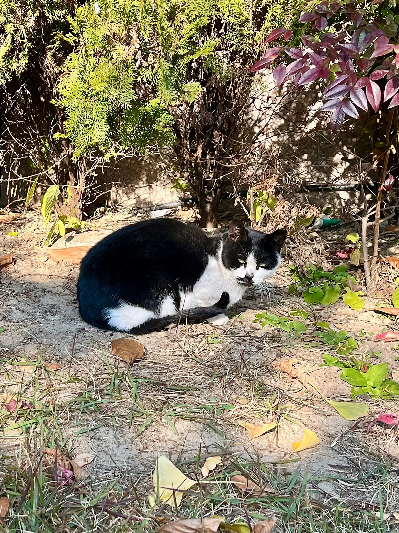 IMG%EF%BC%BF5706.jpg?type=w1600