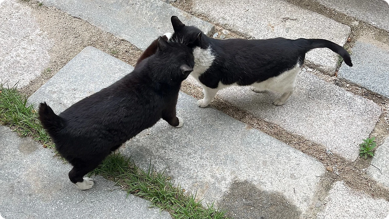 IMG_4654.jpg?type=w1600