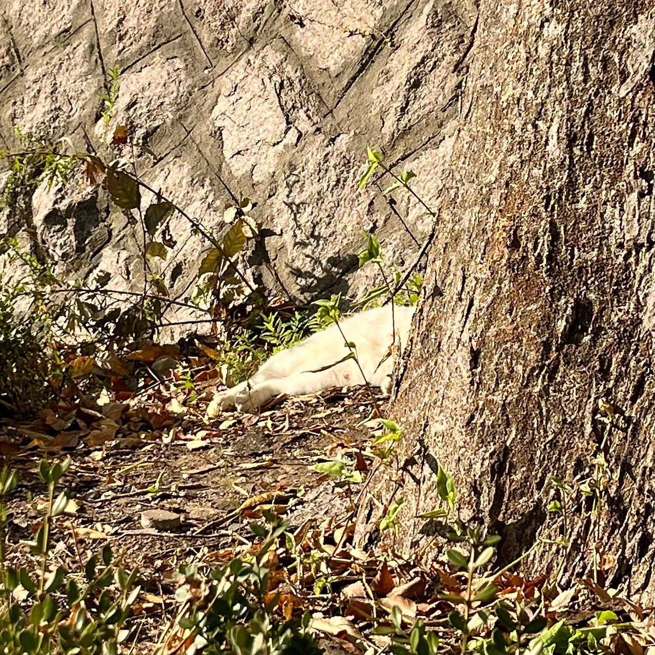 IMG%EF%BC%BF4696.jpg?type=w1600