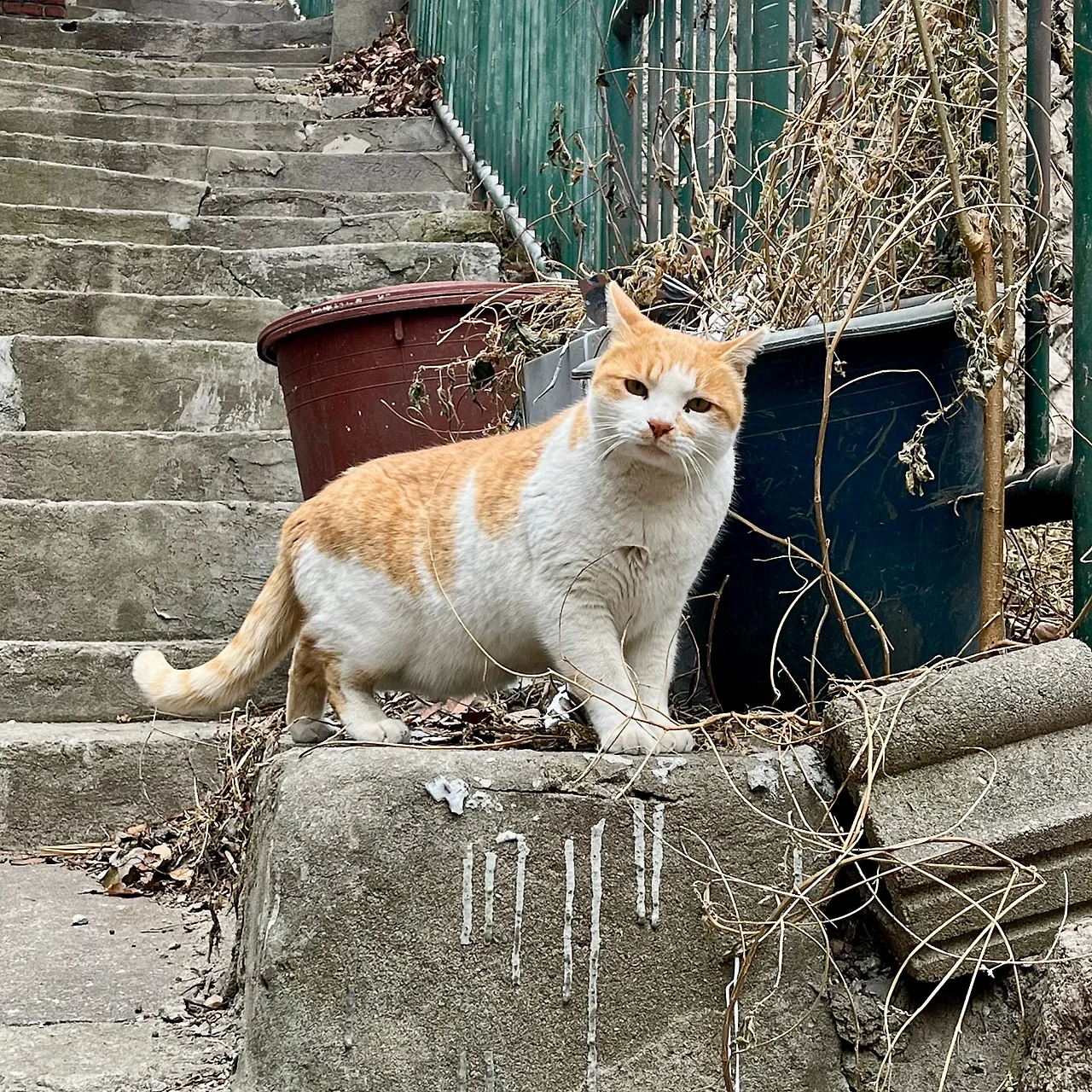 IMG%EF%BC%BF1278.jpg?type=w1600