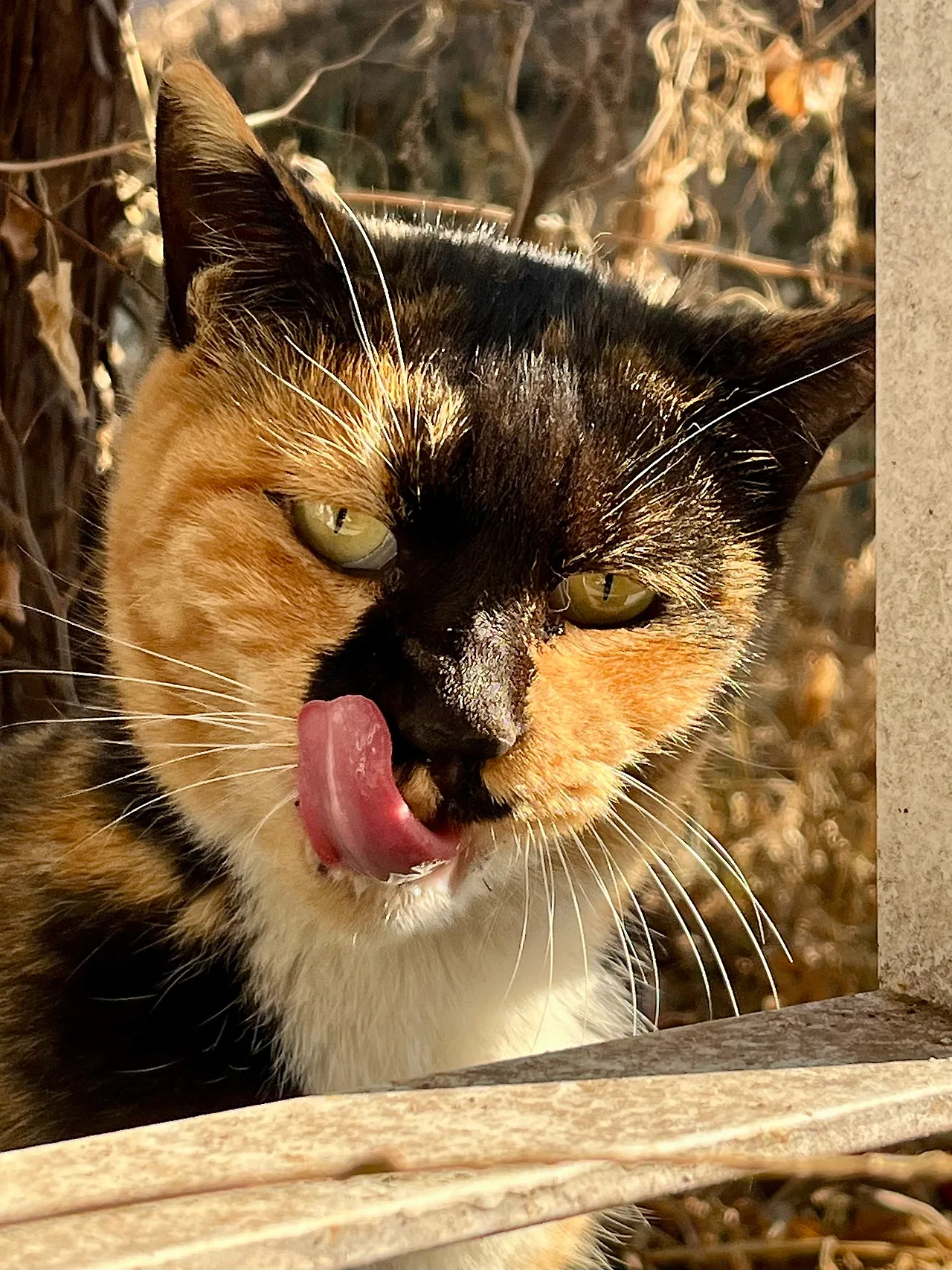 IMG%EF%BC%BF9564.jpg?type=w1600