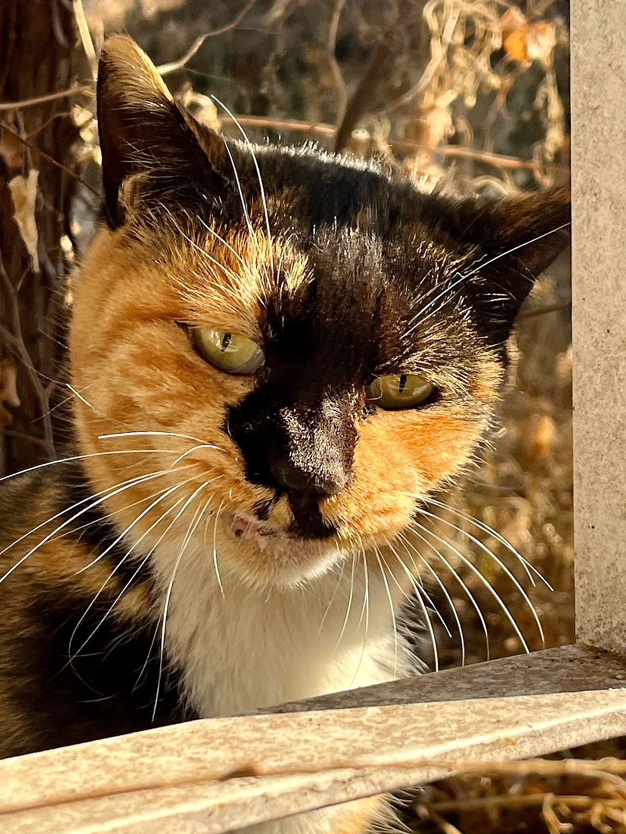 IMG%EF%BC%BF9563.jpg?type=w1600