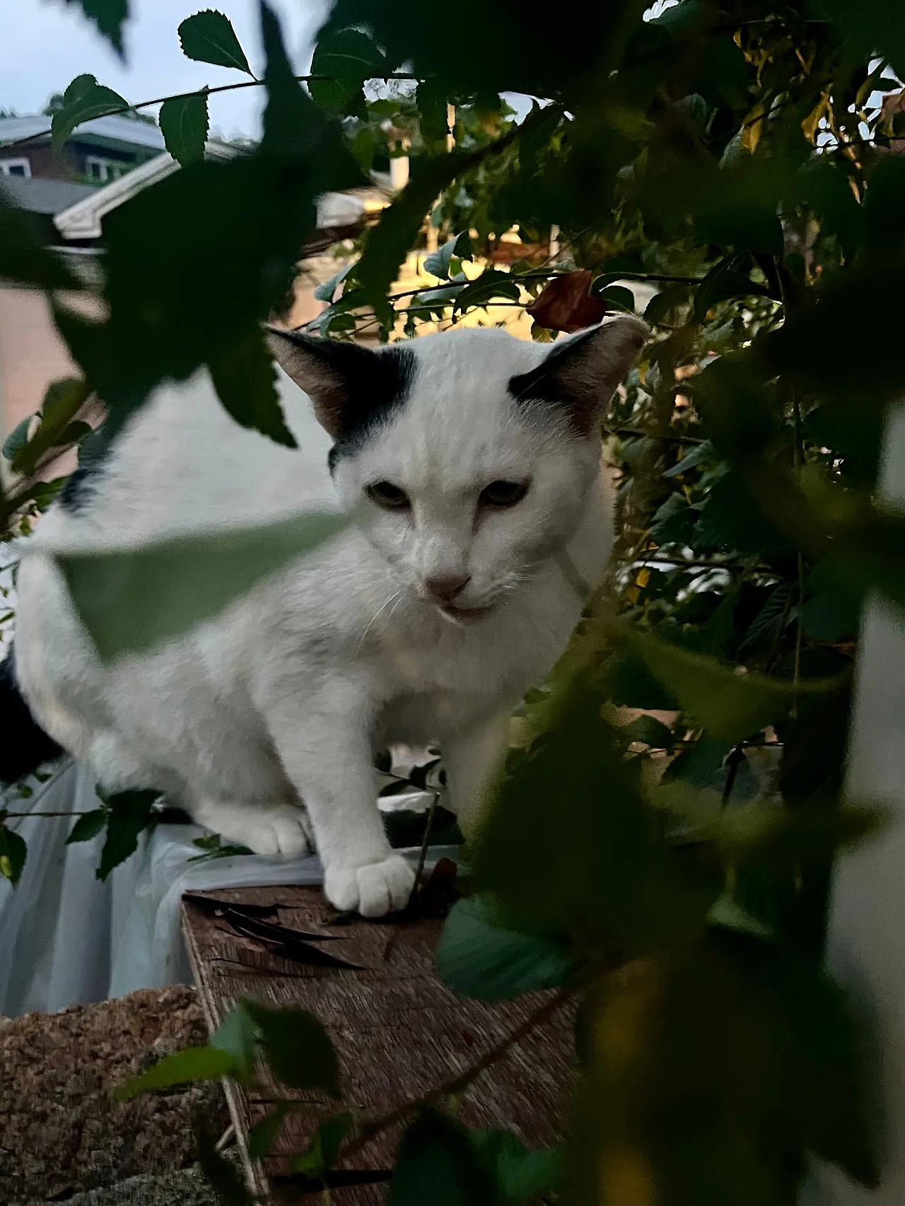 IMG%EF%BC%BF1102.jpg?type=w1600