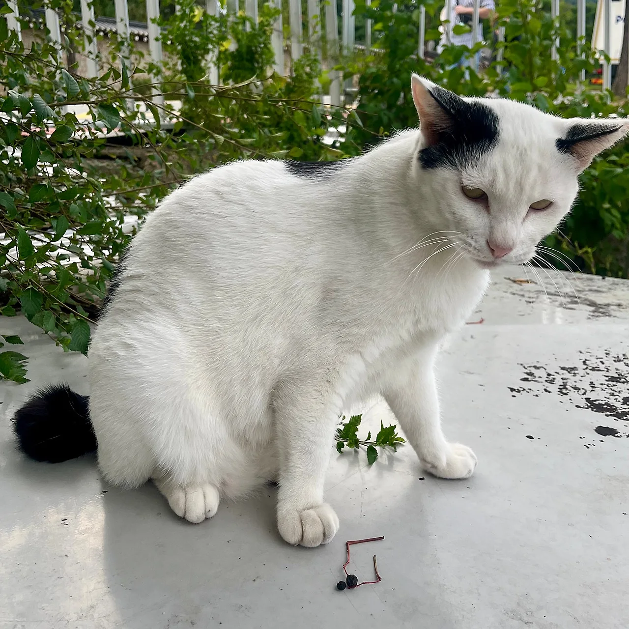 IMG%EF%BC%BF1989.jpg?type=w1600