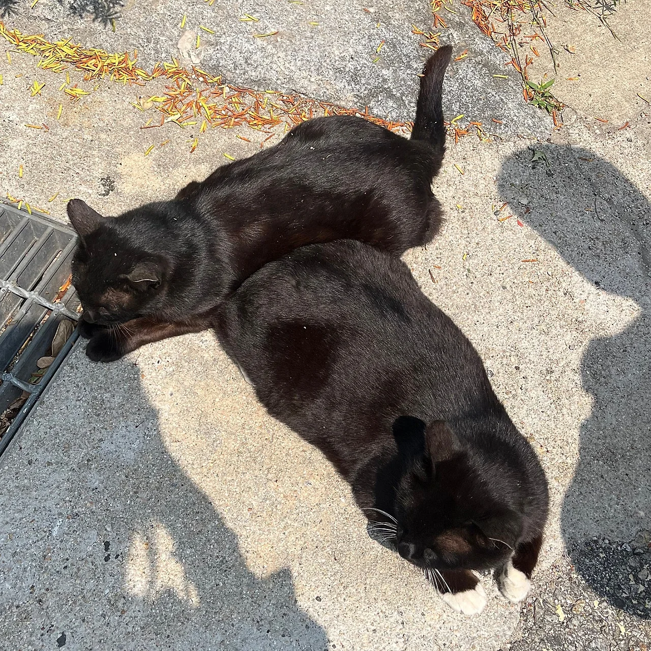 SE-5B8B051F-456B-4921-90DB-2E1FF53F048D.jpg?type=w1600