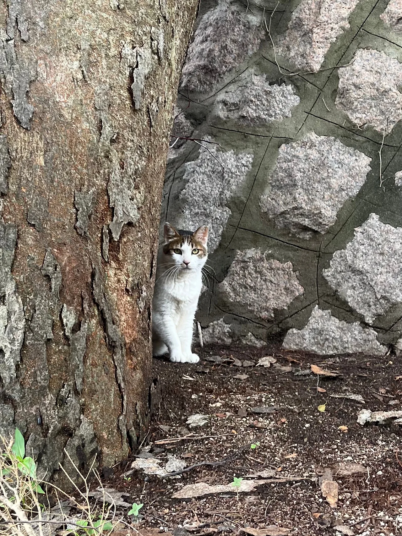 IMG%EF%BC%BF8622.jpg?type=w1600