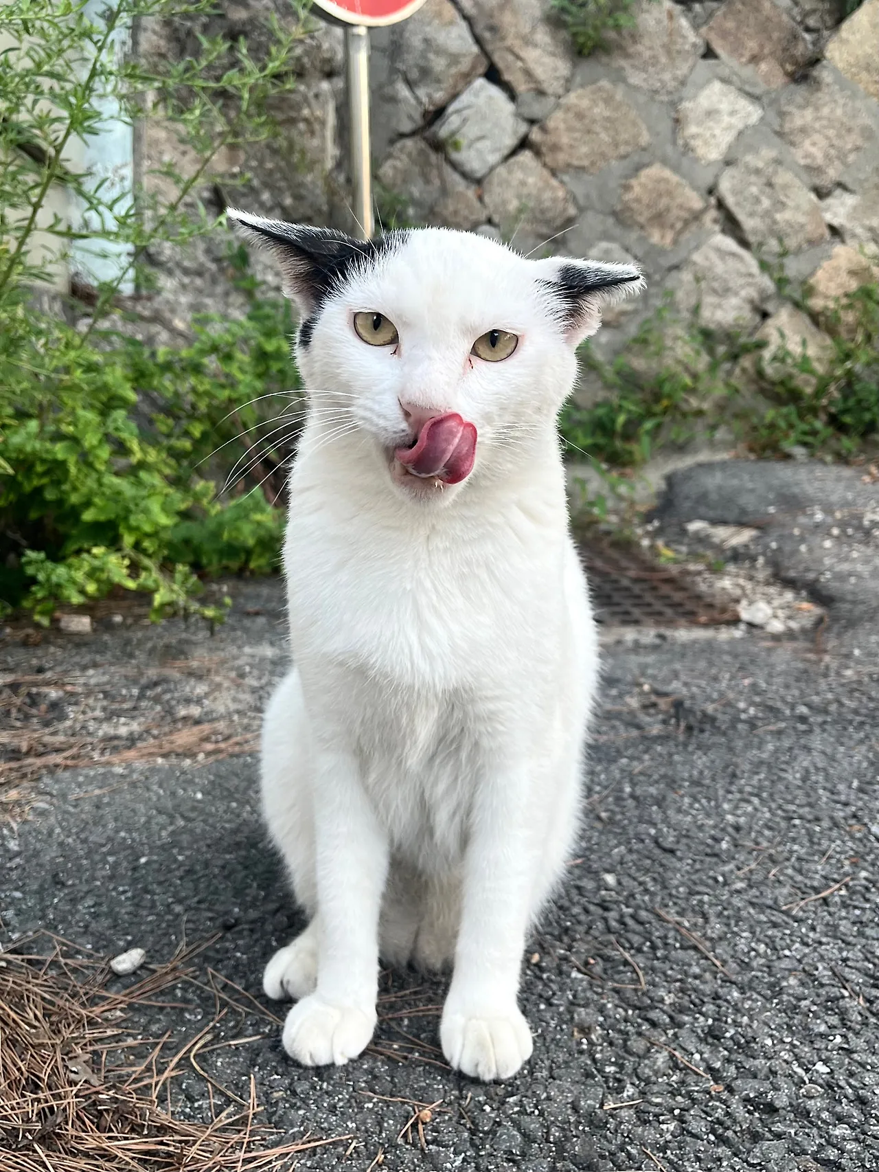 IMG%EF%BC%BF0031.jpg?type=w1600