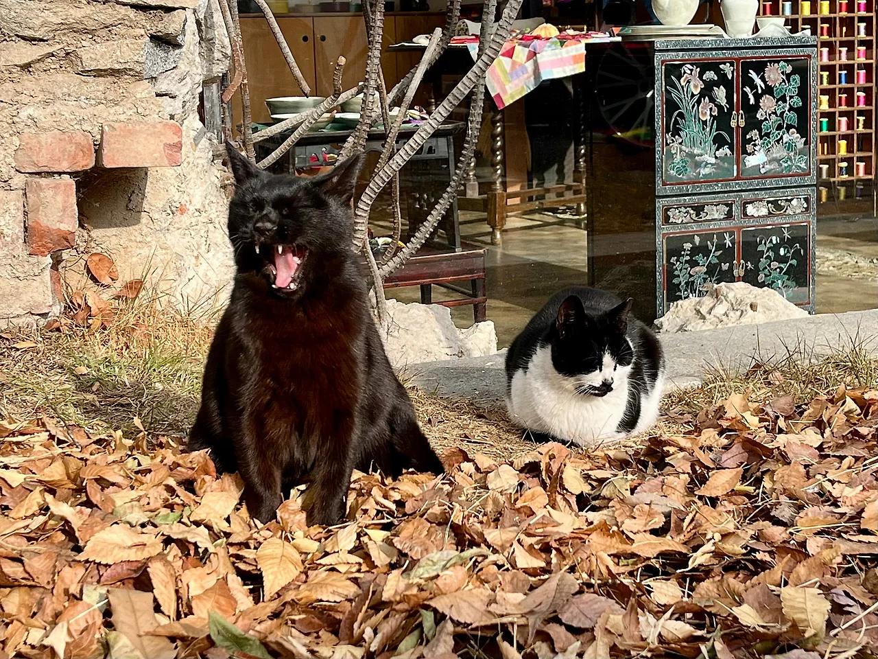 IMG%EF%BC%BF9218.jpg?type=w1600