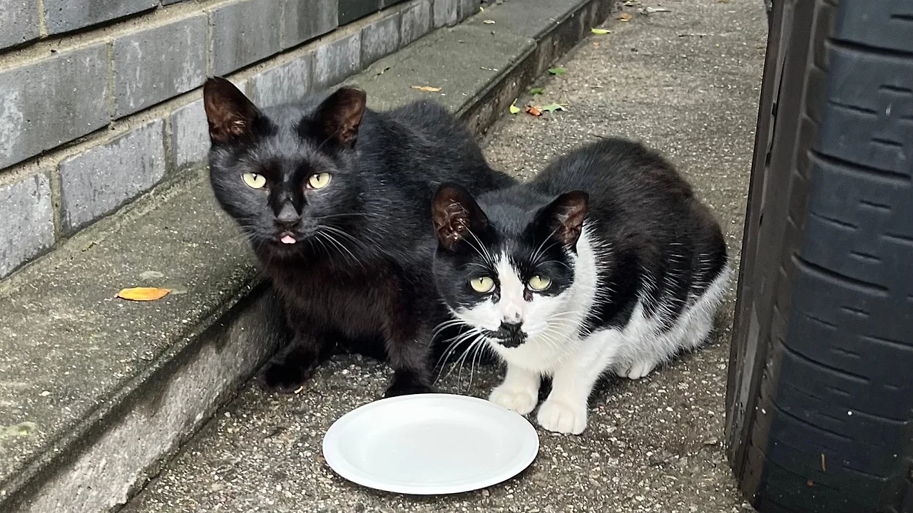 SE-1A399923-F2AD-411F-8C01-0CEE3A4723DB.jpg?type=w1600