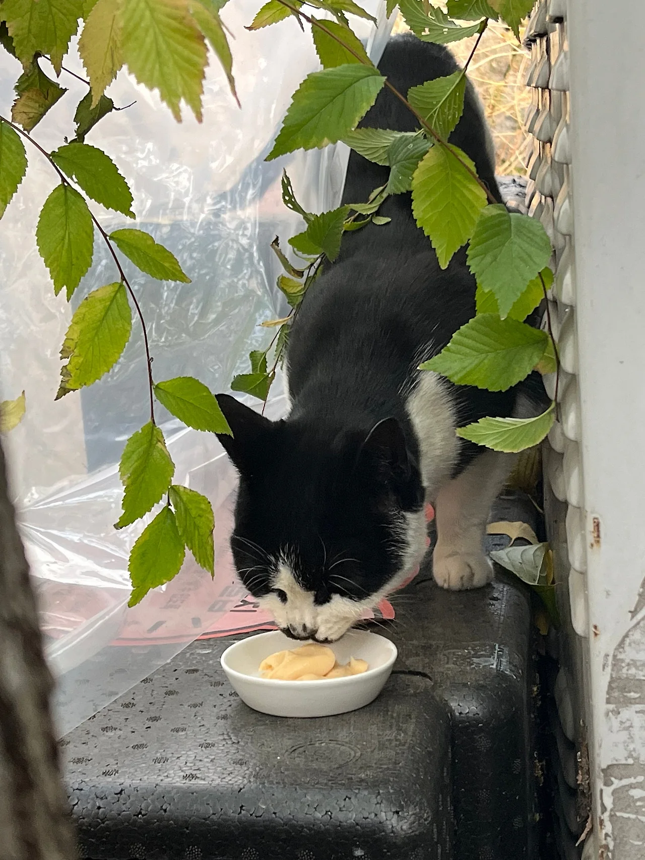 IMG%EF%BC%BF5577.jpg?type=w1600